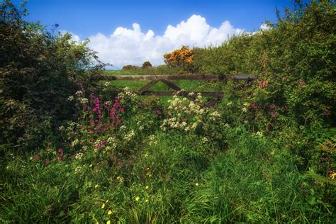 Saving Britain's hedgerows