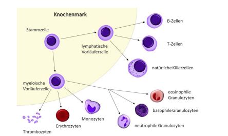 Immunologie Allergie Karteikarten Quizlet