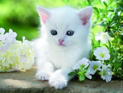 Animaux Chat Chaton Blanc Aux Yeux Bleus