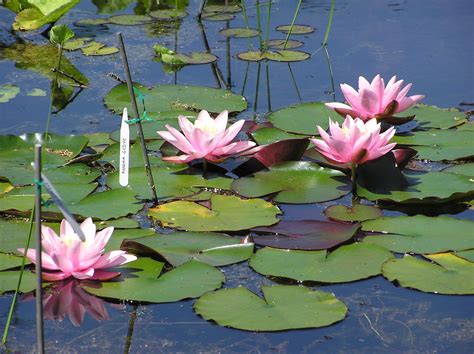 Norma Gedye - Merebrook Pond Plants