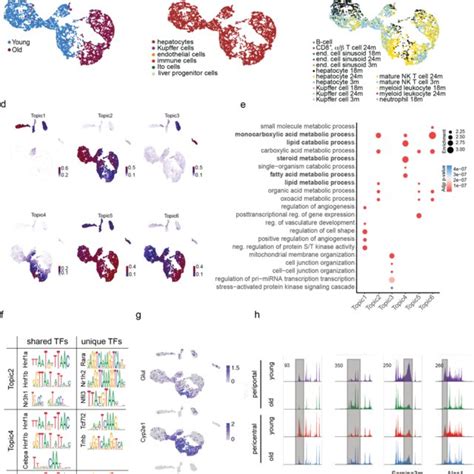 Differential Chromatin Accessibility In Aged Liver Hepatocytes A C