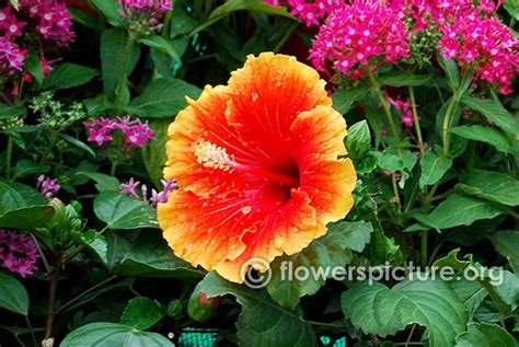 Hibiscus flower varieties