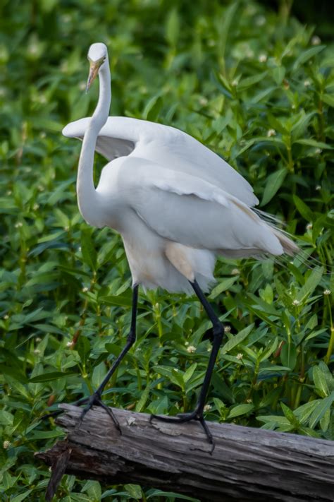 Egrets and Herons Part II on Behance