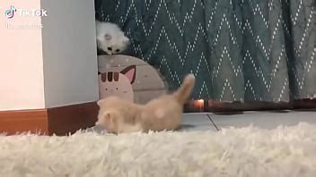 Baby Cats Cute Baby Cat Videos Compilation XVIDEOS