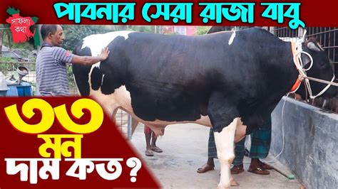 ৩৩ মন ওজনের বিশাল দেহের রাজা বাবুর দাম কত ২০২৪ সালের কোরবানির সবচেয়ে