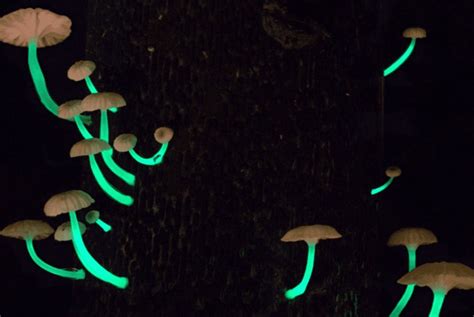 Rare And Stunning Mushroom Species Emitting Lights Discovered In