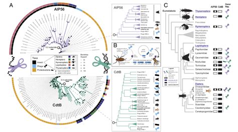 Cdtb And Aip56 Genes Were Horizontally Transferred To Insects From