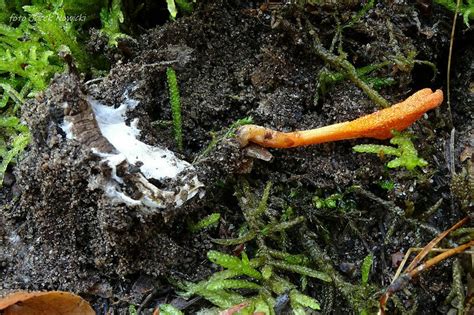 Cordyceps militaris maczużnik bojowy