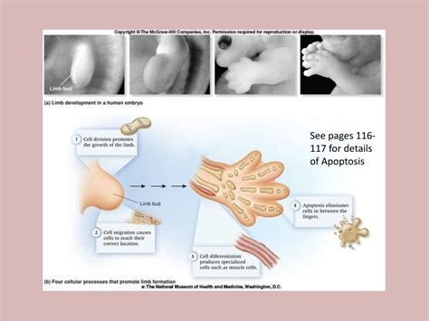 Ppt Homeobox Genes Powerpoint Presentation Free Download Id 2129427