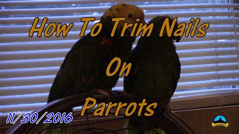 How To Trim Nails On Parrots Youtube