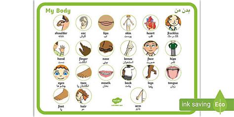 FREE My Body Word Mat Farsi Translation Dual Language Resource