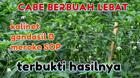 CABE BERBUAH LEBAT PENYEMPROTAN PUPUK PERANGSANG BUNGA DAN BUAH PADA