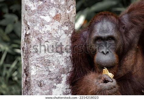 Orangutan Eating His Food Looking Camera Stock Photo 2214218023 ...