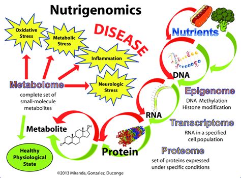 Illustrates The Concept Of Nutrigenomics As The Effects Of The Balance