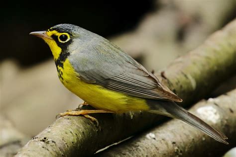 25 Photos Of Warblers You Should Add To Your Life List Birds And Blooms