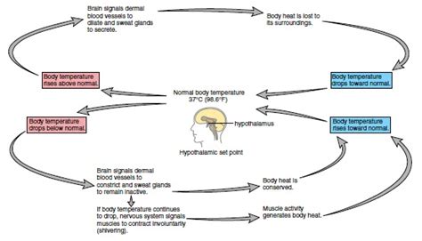 Regulation Of Body Temperature Medicine Hack