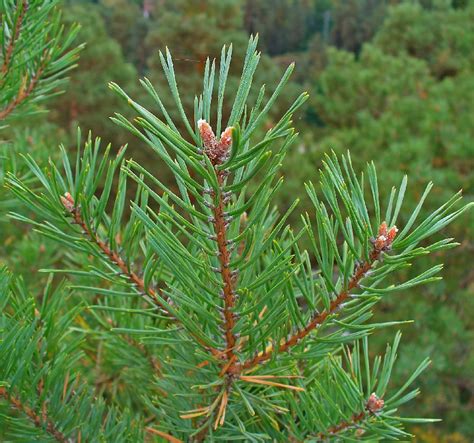 Бял Бор Pinus Sylvestris 200см Градински център Heaven Gardens