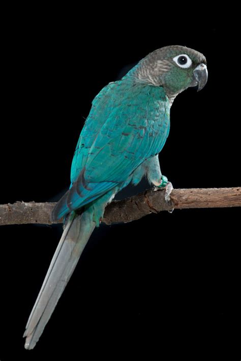 Pineapple Turquoise Green Cheek Conure