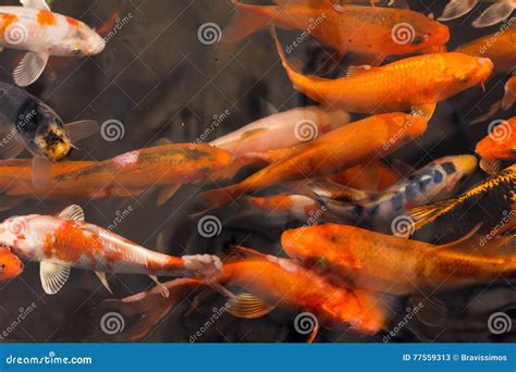 Carpe Japonaise De Koi De Poisson Rouge Coloré Image stock Image du