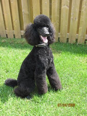 Testimonials Cantope Standard Poodles Poodle Puppy Black Standard