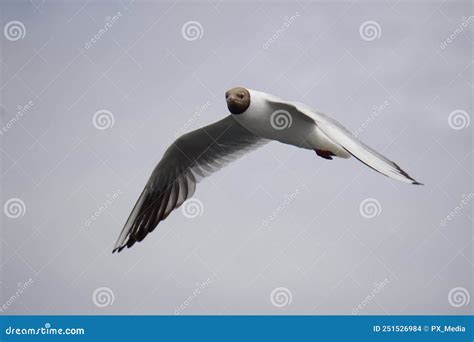 Flying Black And White Seagull Stock Photo Image Of View Wildlife