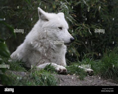 Close Up Of The All White Hudson Bay Wolf Canis Lupus Hudsonicus