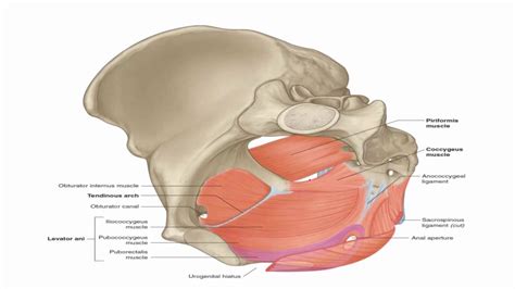 Sacral Anatomy