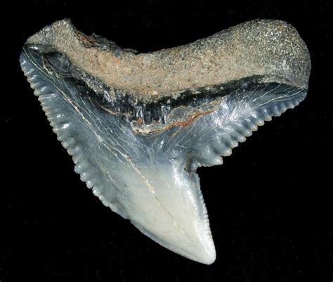 Blueish Fossil Galeocerdo Tooth (Tiger Shark) For Sale (#5154 ...