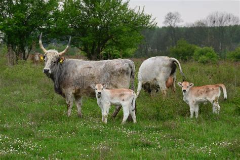 Pair of cows and calves stock image. Image of inquisitive - 120011629