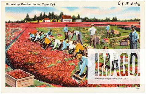 Harvesting Cranberries On Cape Cod Farmers Cranberries Tichnor Brothers Collection Postcards