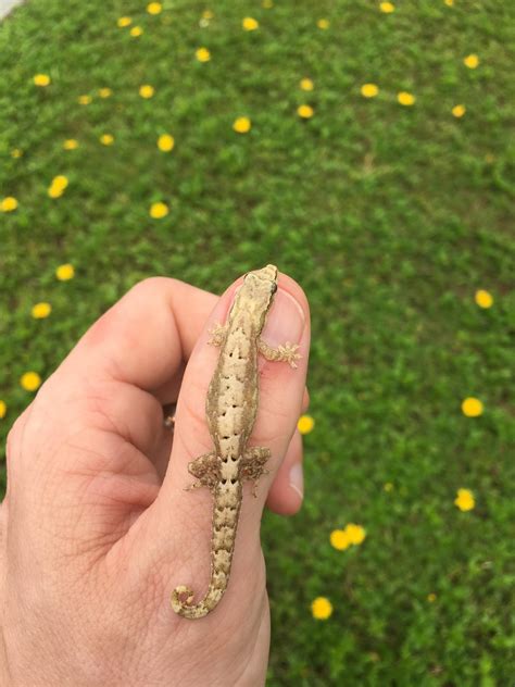 Wild Mourning Gecko found on Guam : reptiles