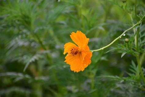 Yellow cosmos flower. 26161647 Stock Photo at Vecteezy