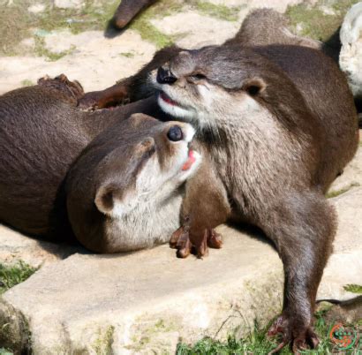 Hugging Otters | Artificial Design