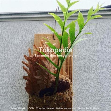 jual tanaman hias kadaka drynaria quercifolia aglaomorpha kadaka tempel