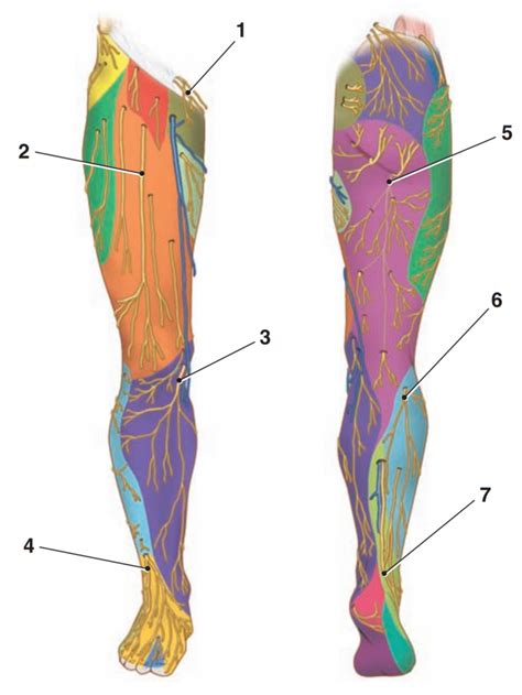 Cutaneous Nerves Of Lower Limb Diagram Quizlet