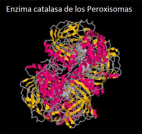 Enzimas Como ProteÍnas Catalizadoras BiologÍa Y GeologÍa