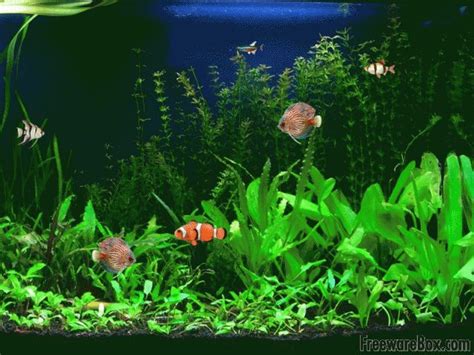 Free Animated Screensavers with Sound | Screenshot of Free Aquarium Fish Screensaver | Aquarium ...