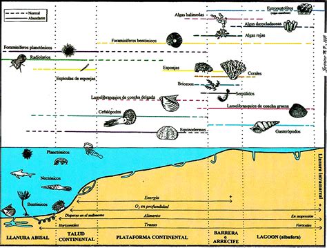 Bioestratigraf A F Siles Gu As Y Biozonas Gl U T Geolog A