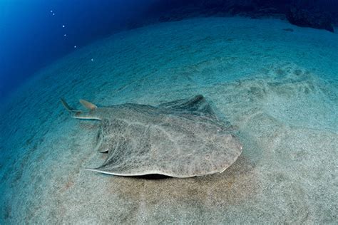 Gran Canaria Angelsharks And Huge Schools Of Fish X Ray Mag