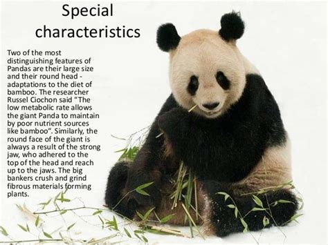 Panda Classification Chart