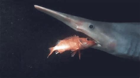 Goblin Shark Goblin Shark Goblin Shark Shark