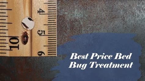 Ppt Most Effective Bed Bug Treatment For Your Room Bugs Powerpoint