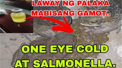 Laway Ng Palaka Mabisang Gamot Sa Kalapati Youtube