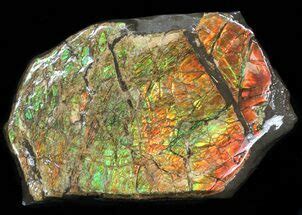 Ammolite For Sale - FossilEra.com