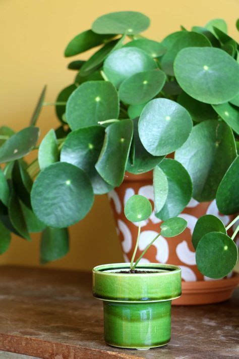 How To Grow A Peperomia Plant Care Tips Artofit