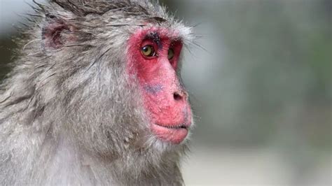 What Monkey Has A Red Butt Or Bottom? 7 Species - Oxford Pets