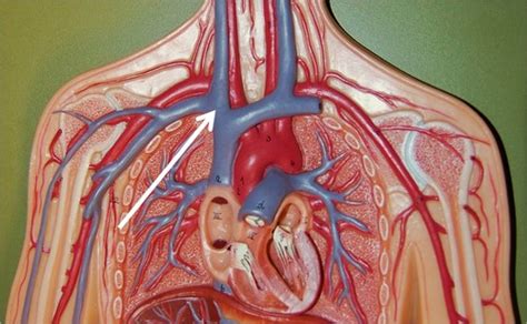 Blood Vessel Anatomy VEINS Practical Flashcards Quizlet