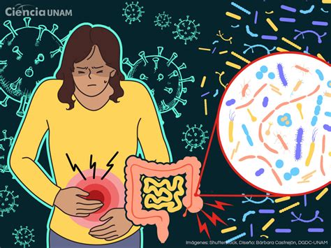 Los Efectos De La COVID 19 En La Microbiota Intestinal Ciencia UNAM