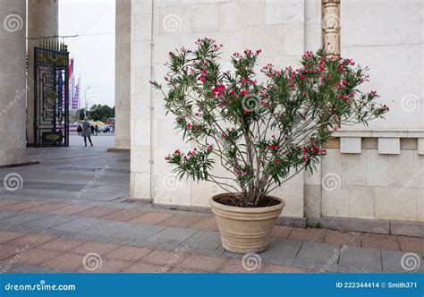 Bloeiende Boom Met Roze Bloemen Aan De Poorten Van Het Russische