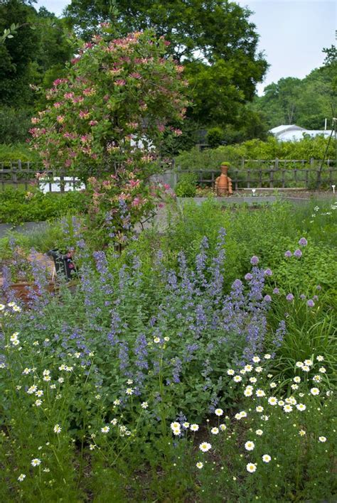 Rose and lavender garden stock photo. Image of lavender - 15115480